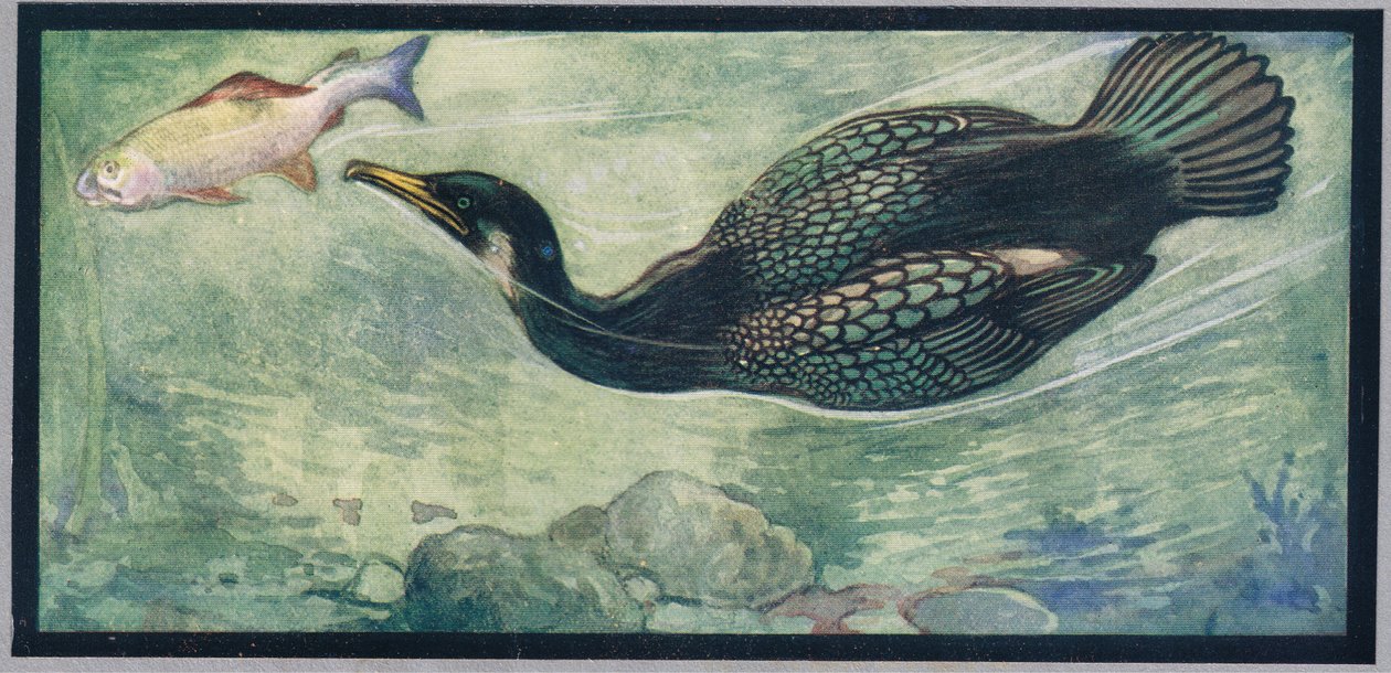 A bird chasing a fish, illustration from 