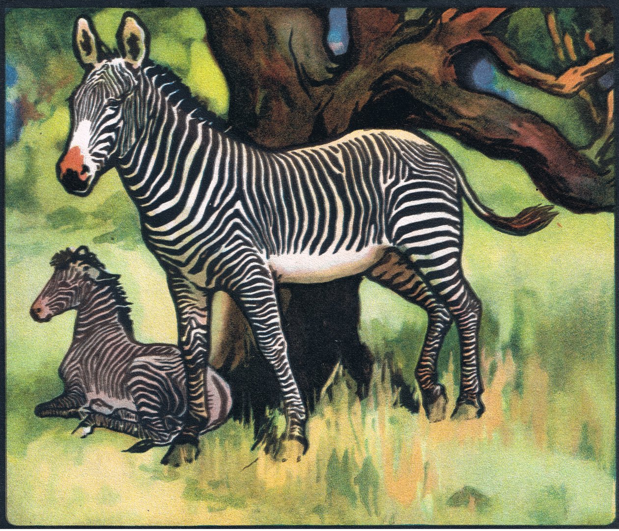 Zebras, illustration from 
