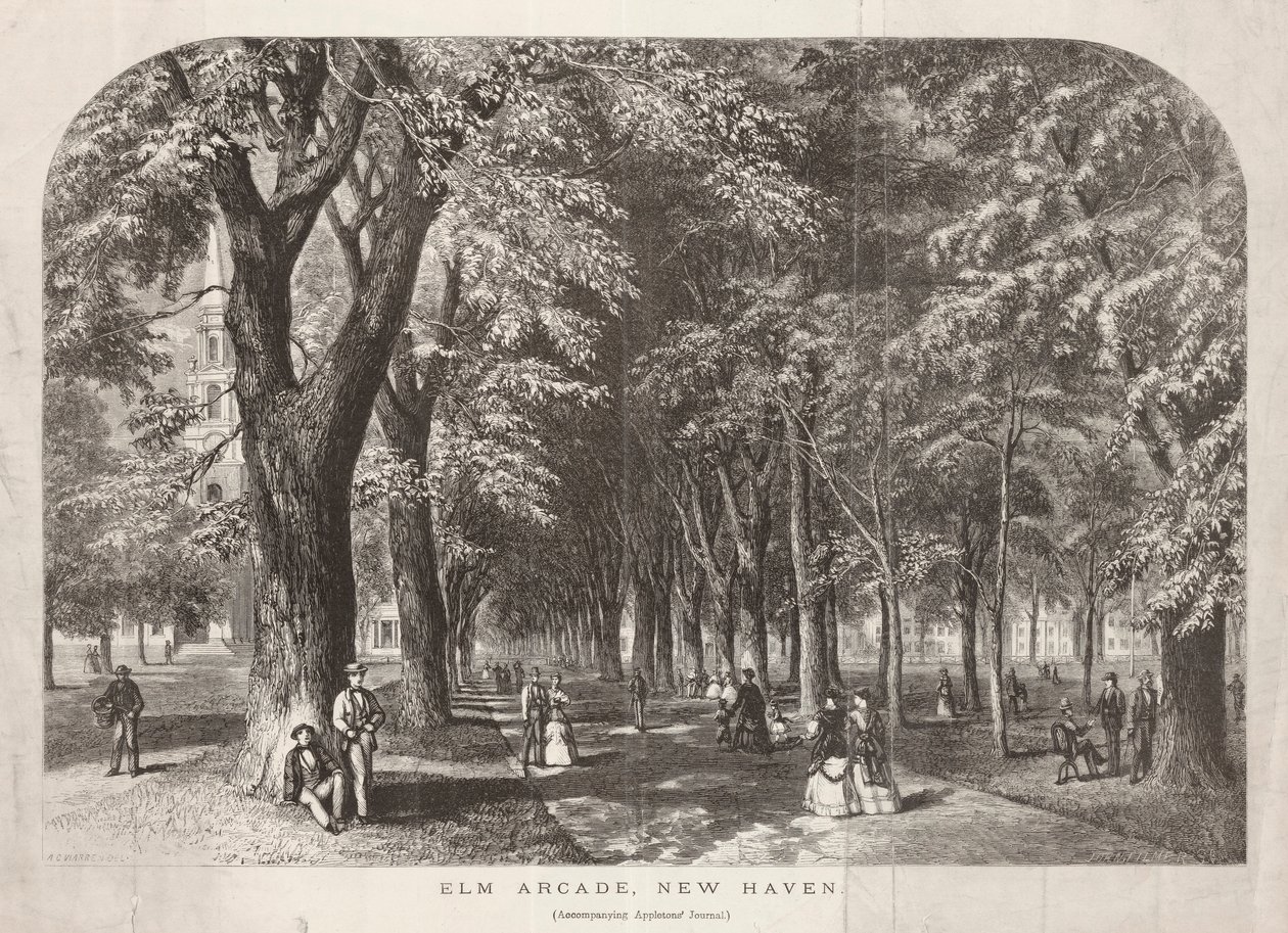 Elm Arcade View of the Green by John Filmer