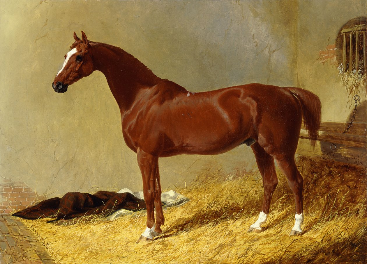 A Bay Racehorse in a Stall by John Frederick Herring Senior