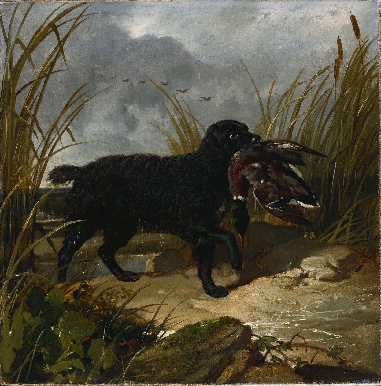 An Irish Water Spaniel Retrieving a Mallard Drake by John Frederick Herring Senior