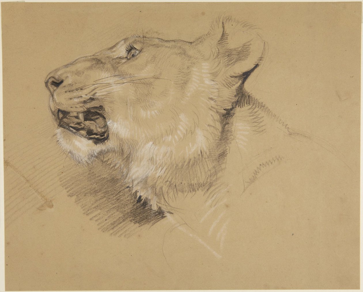 Head of Lioness by John Frederick Lewis