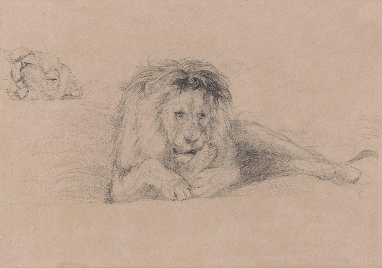 Study of a Lion and Study of a Lioness