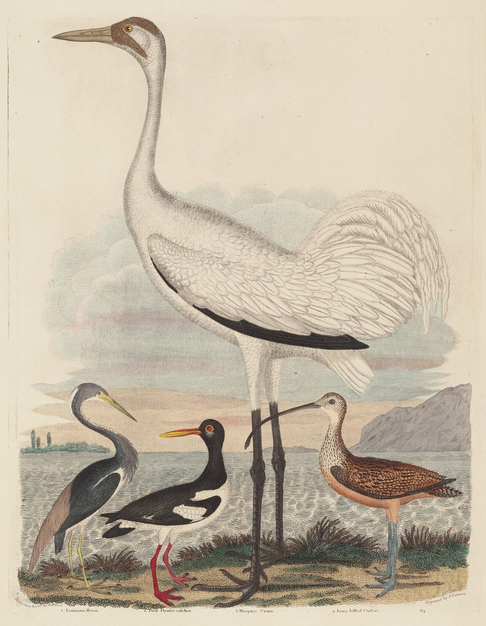 Louisiana Heron, Pied Oyster-catcher, Hooping Crane, and Long-billed Curlew by John G. Warnicke