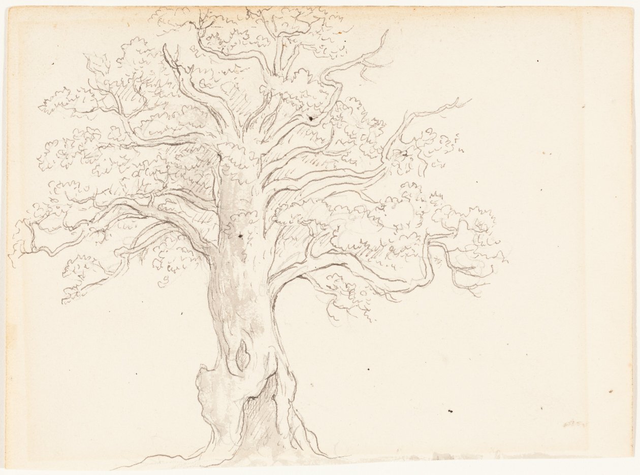An Oak Tree by John Glover