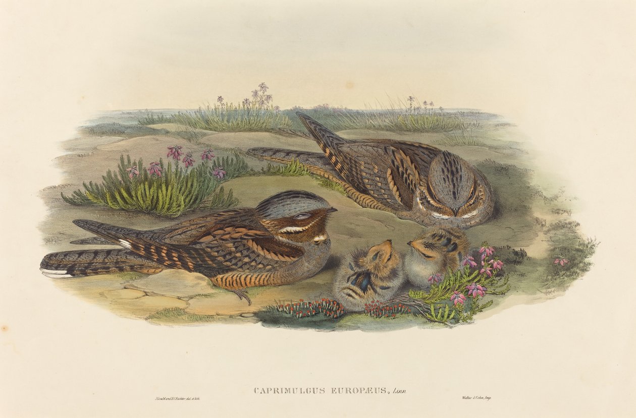 Nightjar by John Gould and Henry Constantine Richter John Gould and Henry Constantine Richter