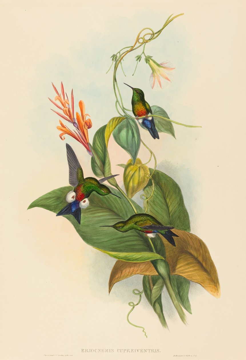 Eriocnemis cupreiventris Coppery-vented Puff-Leg by John Gould and Henry Constantine Richter John Gould and Henry Constantine Richter