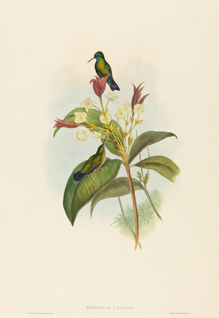 Eucephala Caerulea Blue-chinned Sapphire by John Gould and Henry Constantine Richter John Gould and Henry Constantine Richter