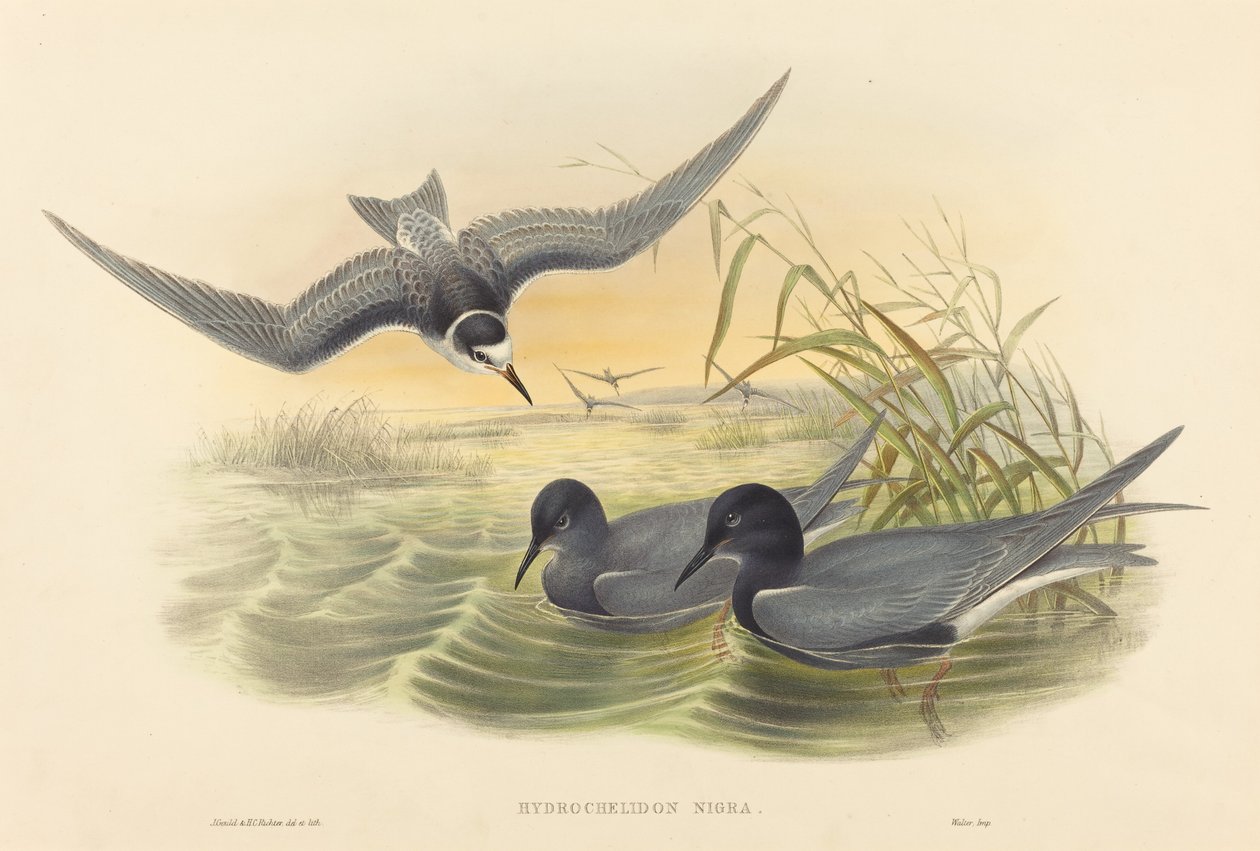 Hydrochelidon Nigra by John Gould and Henry Constantine Richter John Gould and Henry Constantine Richter