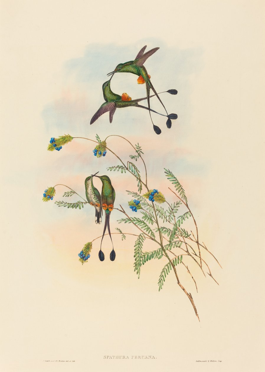Spathura peruana Peruvian Racket-Tail by John Gould and Henry Constantine Richter John Gould and Henry Constantine Richter