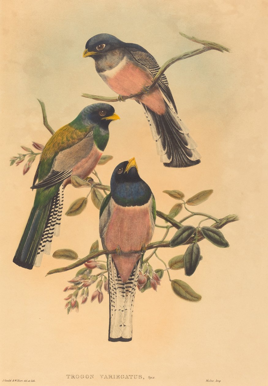 Trogan variegatus by John Gould, William Matthew Hart