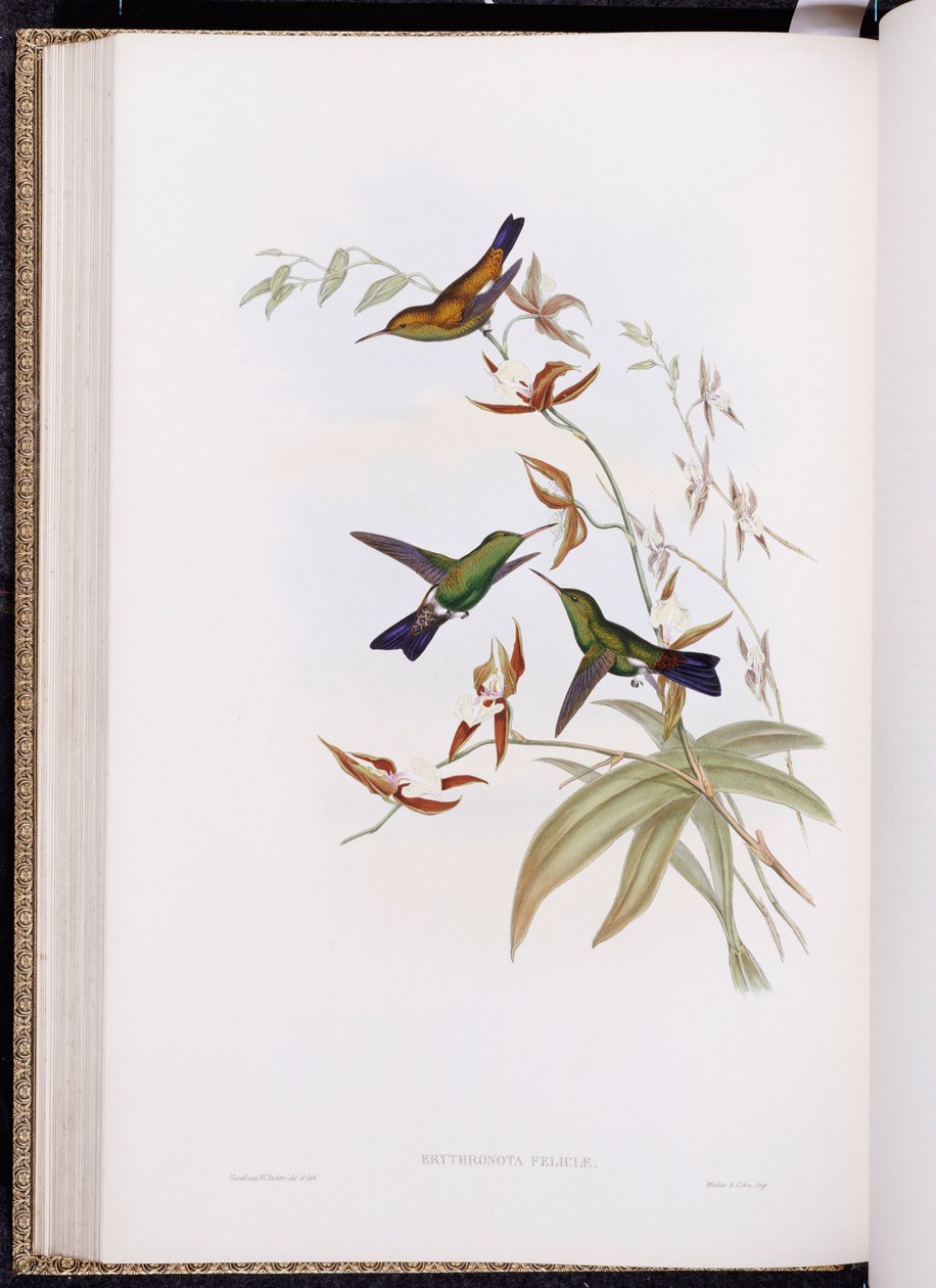 A Monograph of Trochilidae, or Family of Hummingbirds (published 1849-61) by John Gould