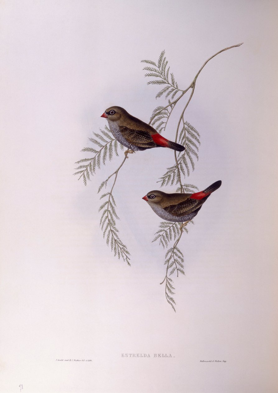 Beautiful firetail (Stagonopleura bella), Engraving by John Gould by John Gould