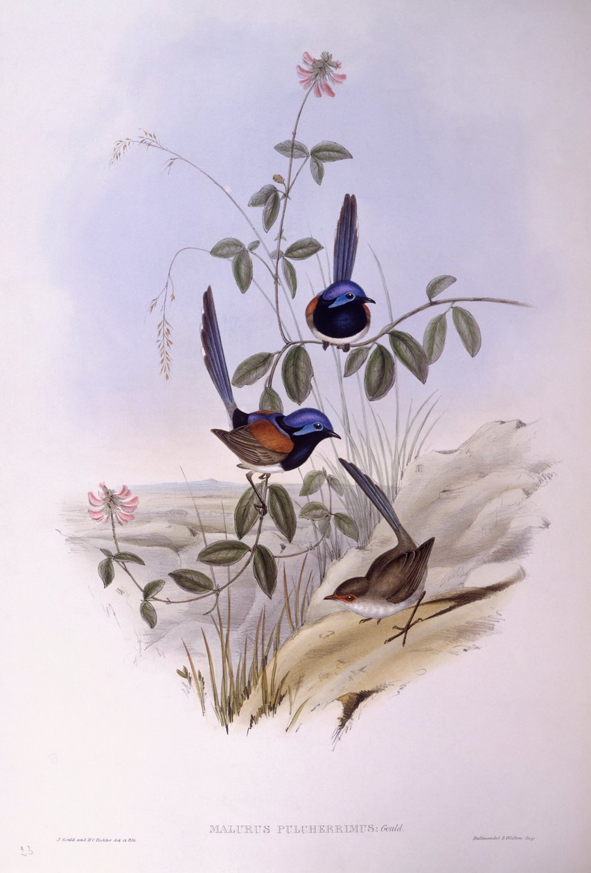 Blue-Breasted Fairywren (Malurus pulcherrimus), Engraving by John Gould by John Gould