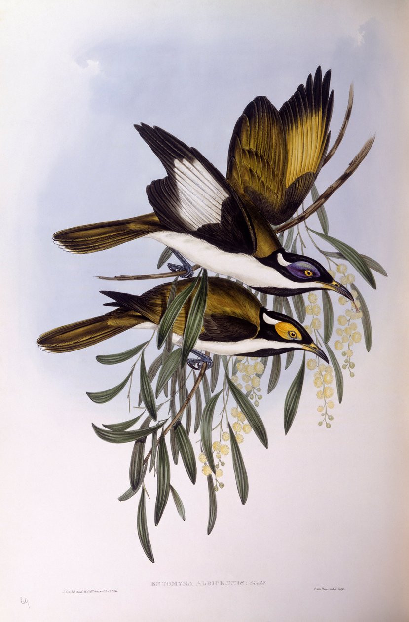 Blue-faced honeyeater (Entomyzon cyanotis), Engraving by John Gould by John Gould