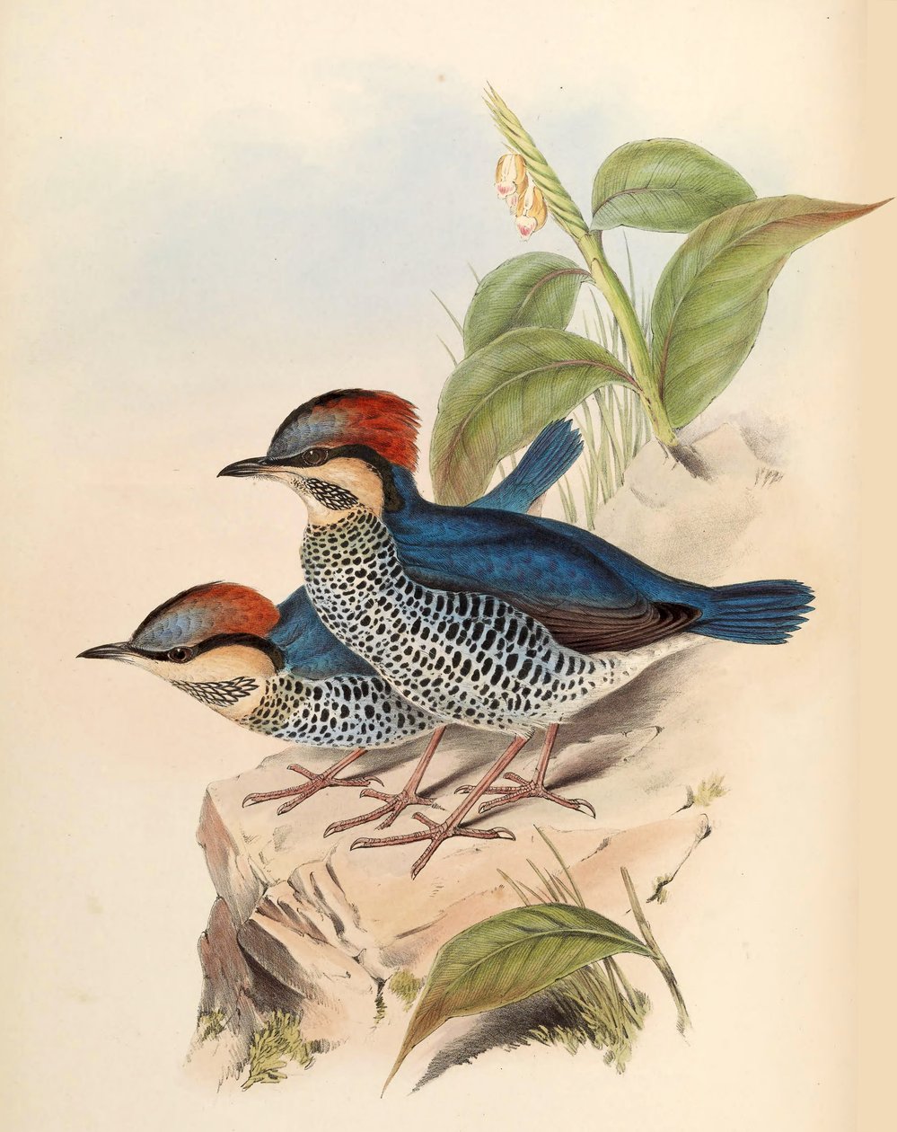 Blue Pitta Pitta cyanea Blyth by John Gould