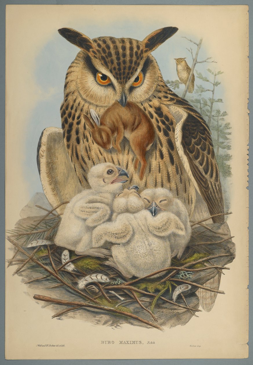 Owl by John Gould