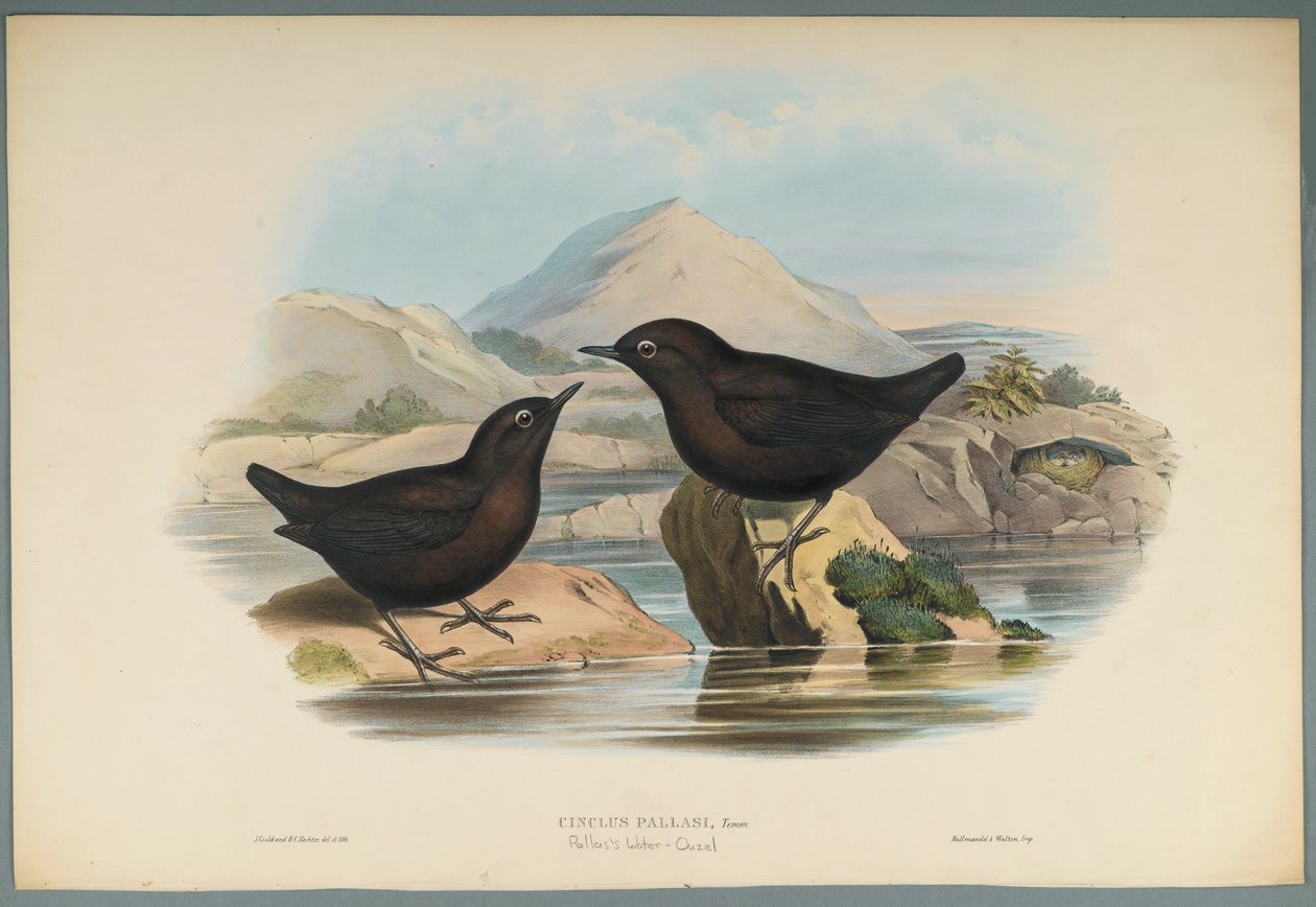 Pallas Water Ouzel by John Gould
