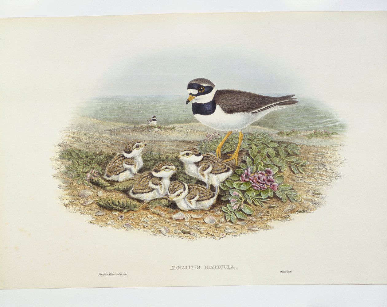 Common ringed plover (Charadrius hiaticula), illustration by John Gould
