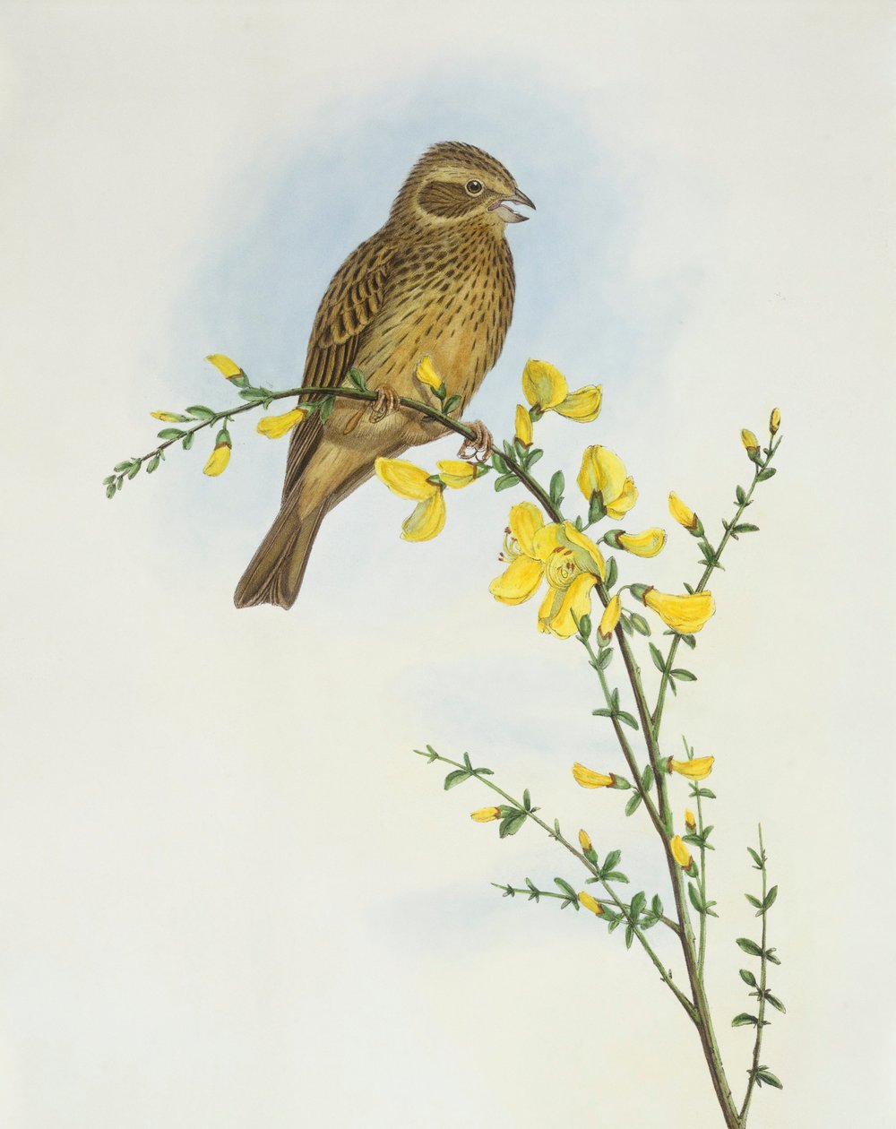 Corn Bunting (Miliaria calandra), Engraving by John Gould by John Gould