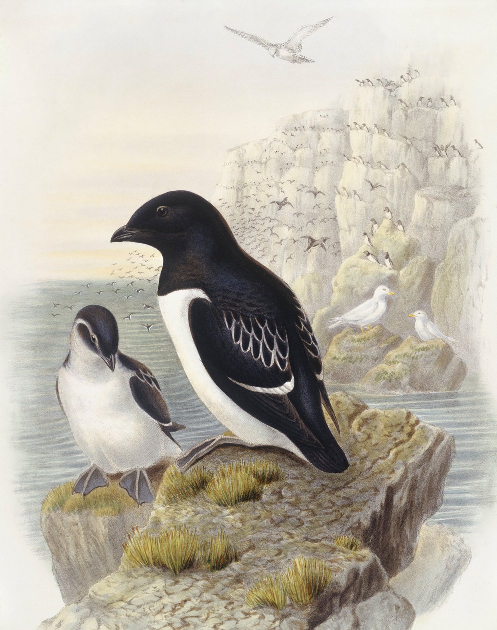 Dovekie (Alle alle), Engraving by John Gould by John Gould