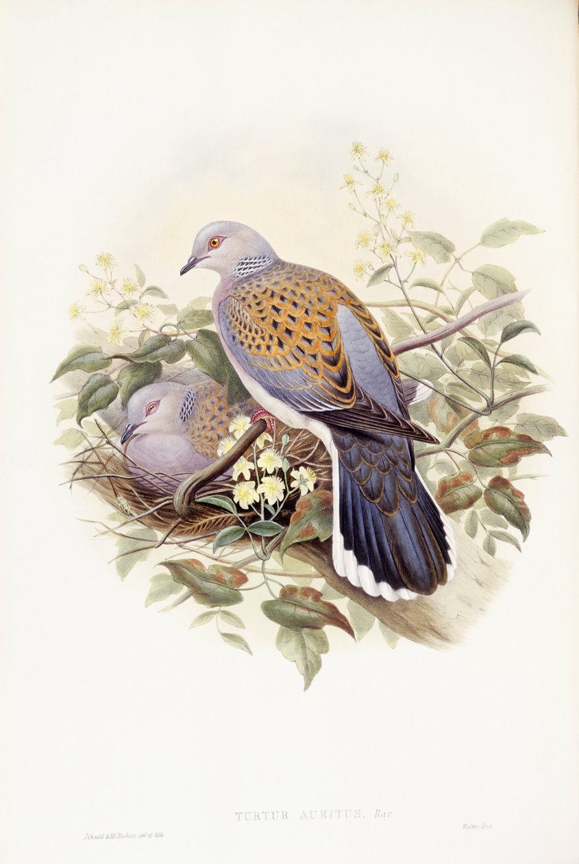 European turtle-dove (Streptopelia turtur), Engraving by John Gould by John Gould