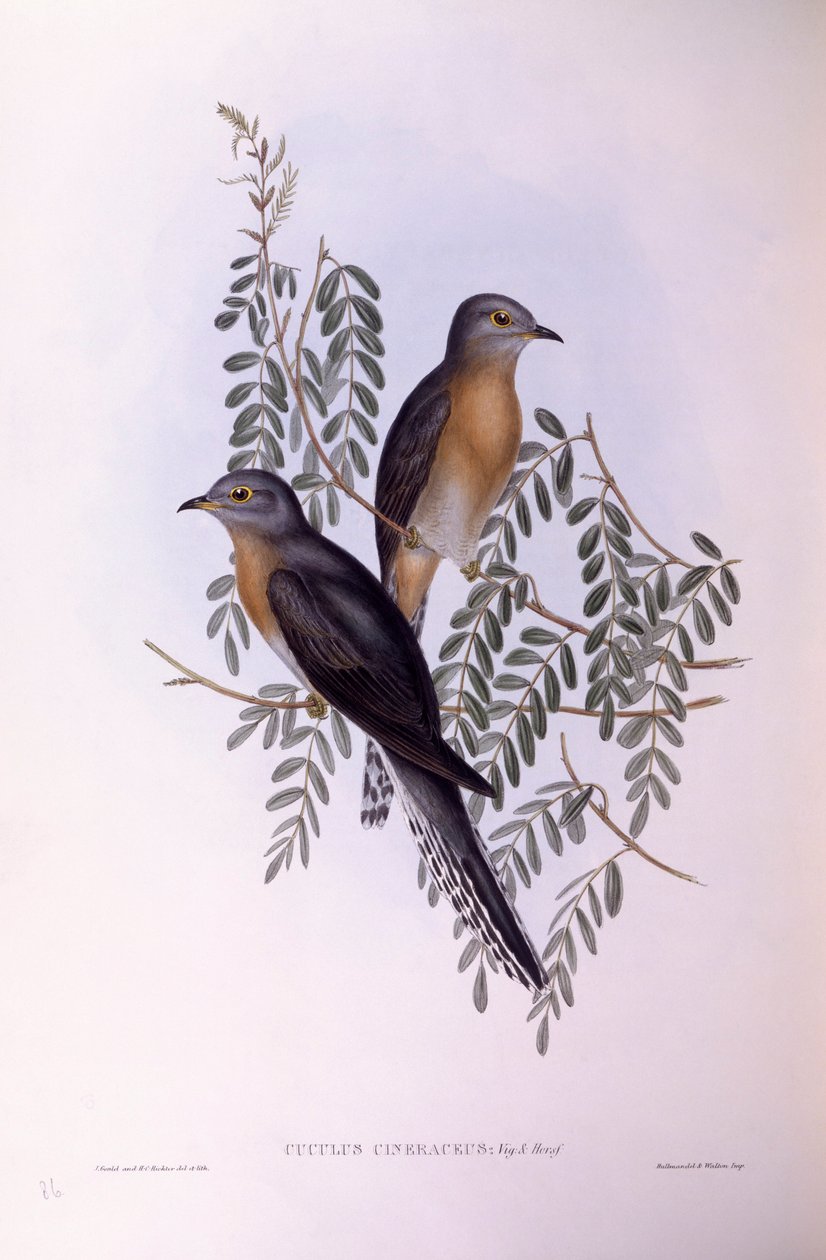 Fan-tailed cuckoo (Cacomantis flabelliformis), Engraving by John Gould by John Gould
