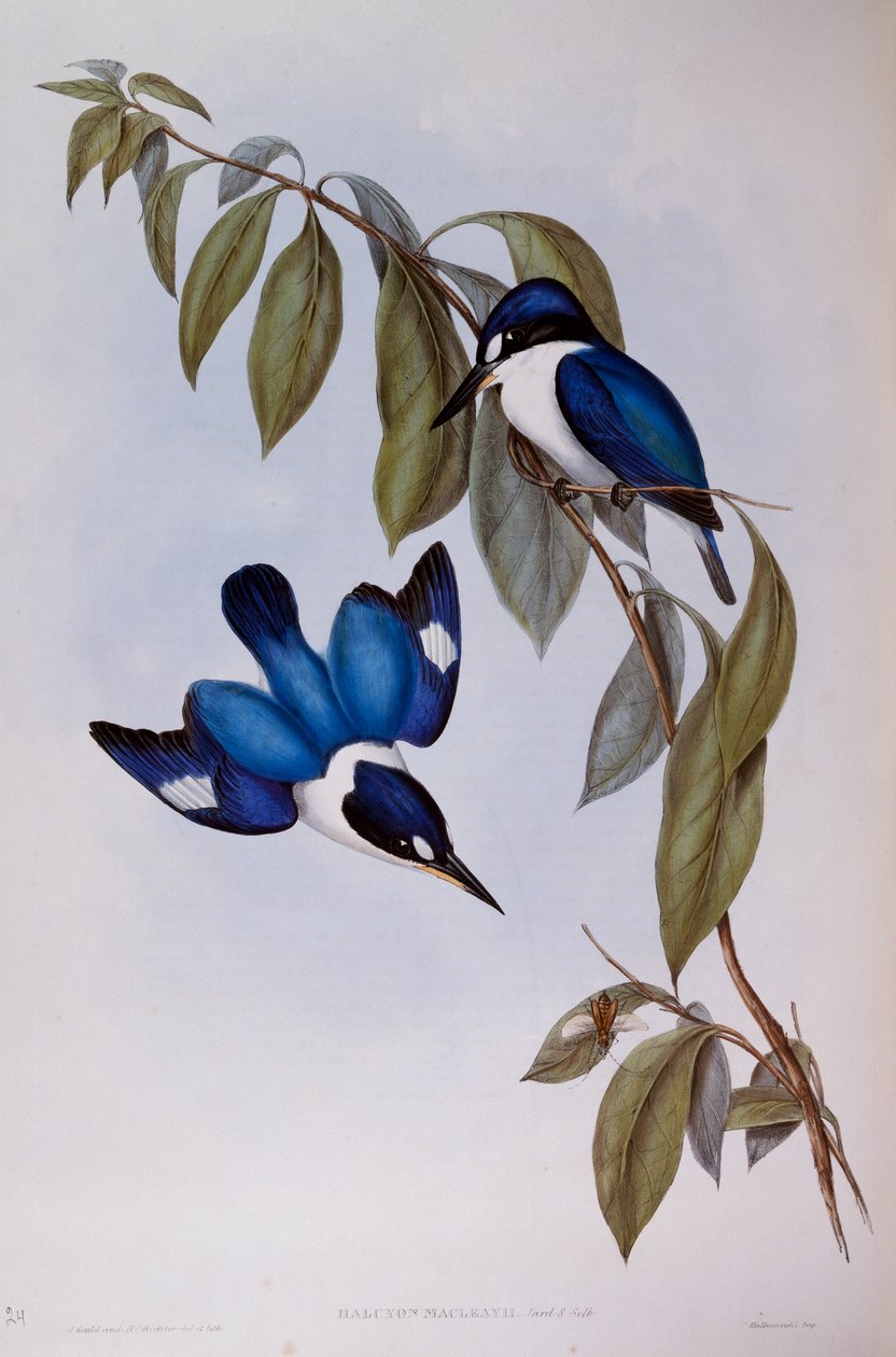 Forest Kingfisher (Halcyon Macleay), engraving from Birds of Australia by John Gould