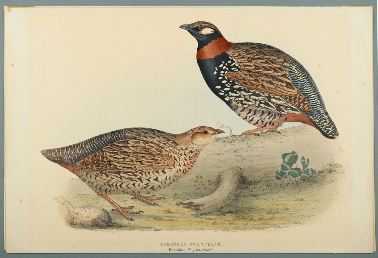 European Francolin by John Gould