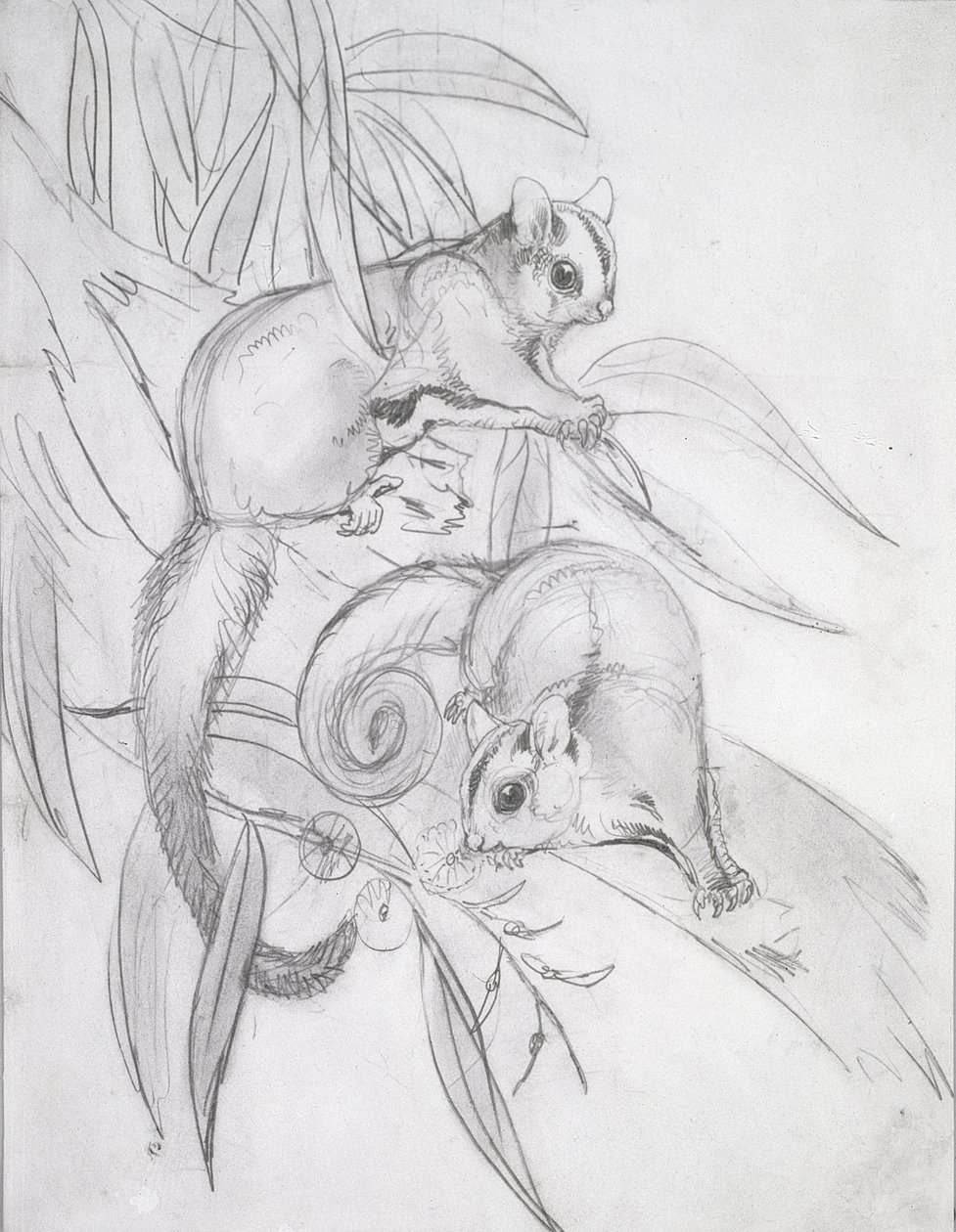 Gliding Possums by John Gould