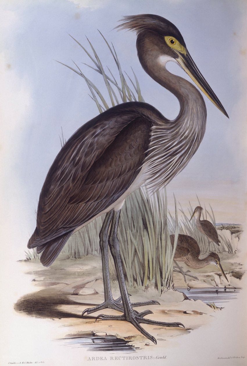 Great-billed heron (Ardea sumatrana), Engraving by John Gould by John Gould
