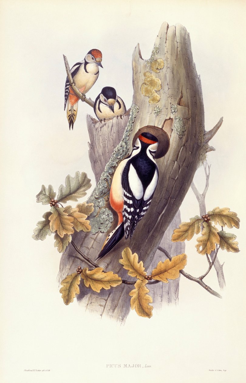 Great spotted woodpecker (Dendrocopos major), Engraving by John Gould by John Gould