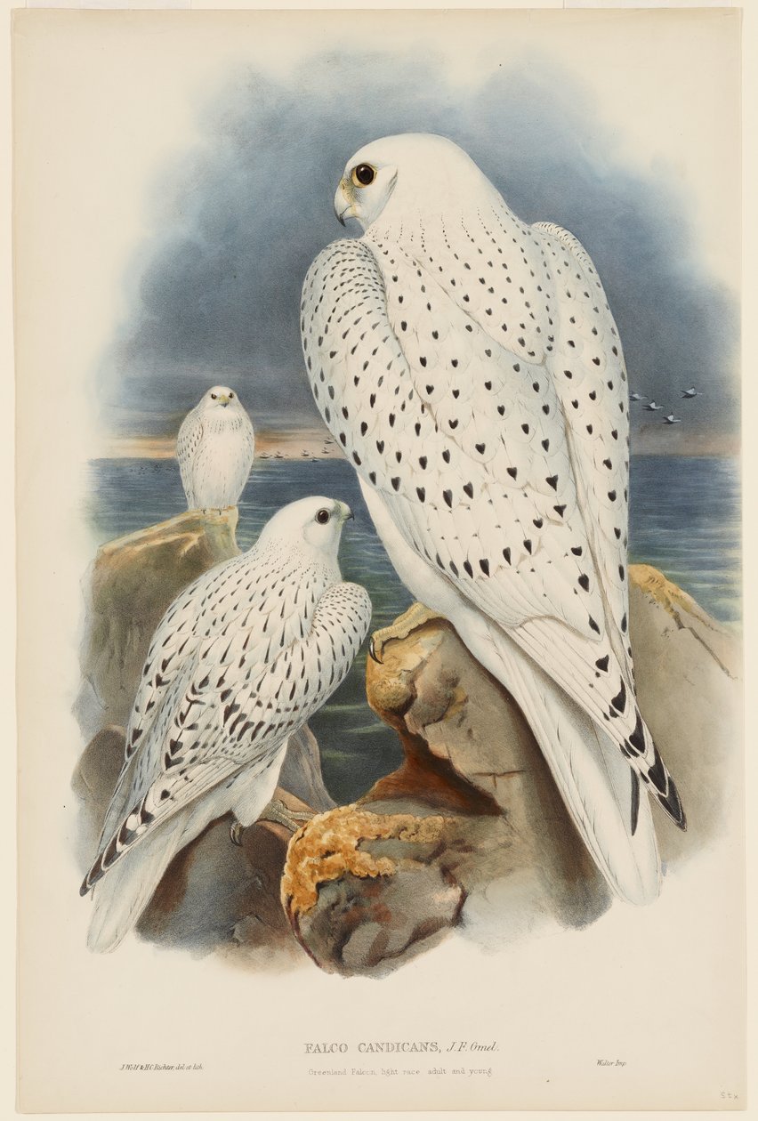 Greenland Falcon by John Gould