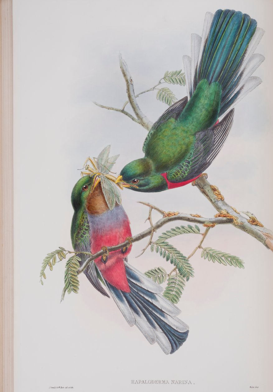 Hapaloderma Narina, plate from The Birds of Great Britain by John Gould by John Gould