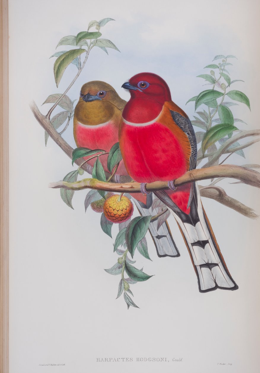 Harpactes Hodgsoni, plate from The Birds of Great Britain by John Gould by John Gould