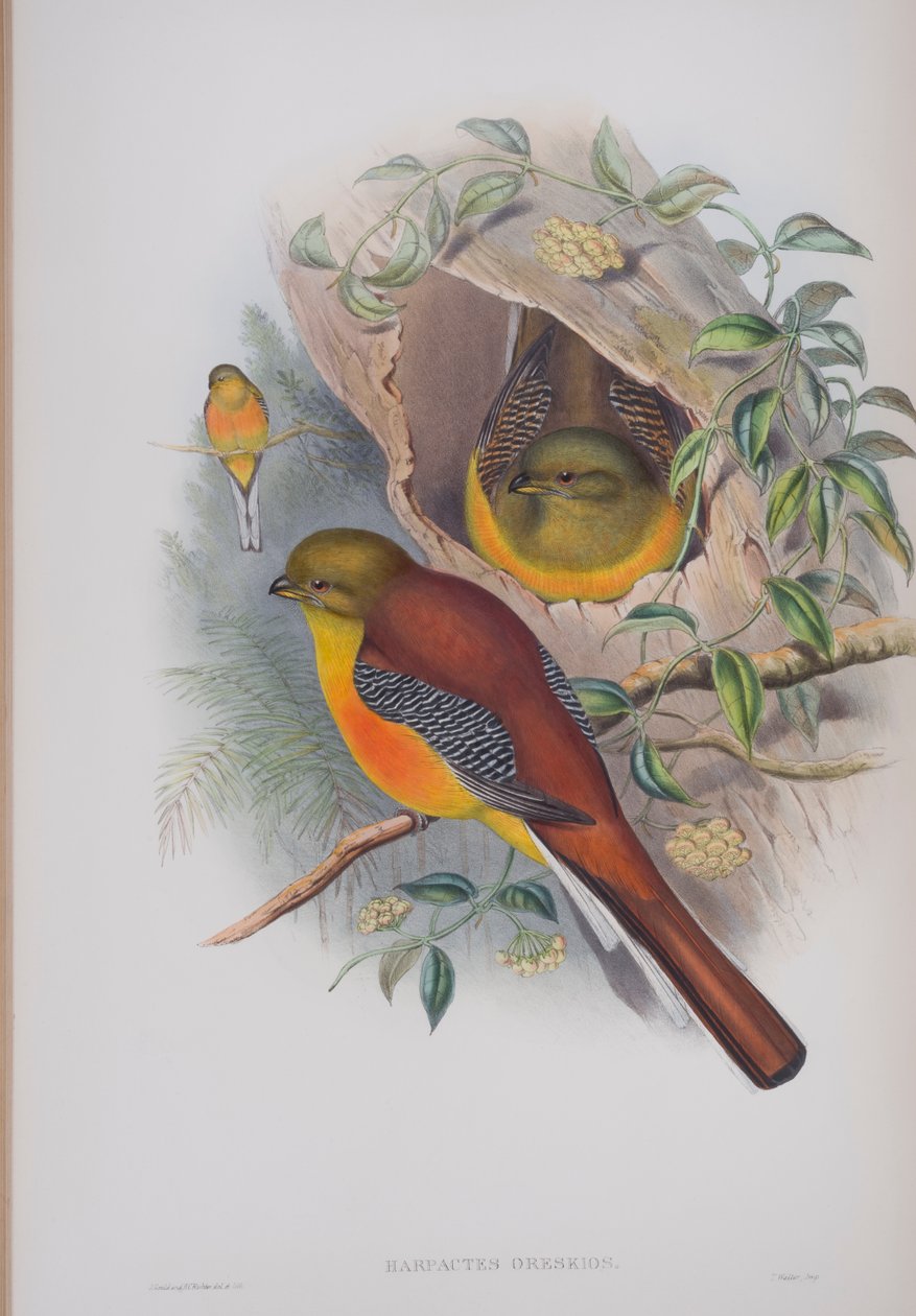 Harpactes Oreskios, plate from The Birds of Great Britain by John Gould by John Gould