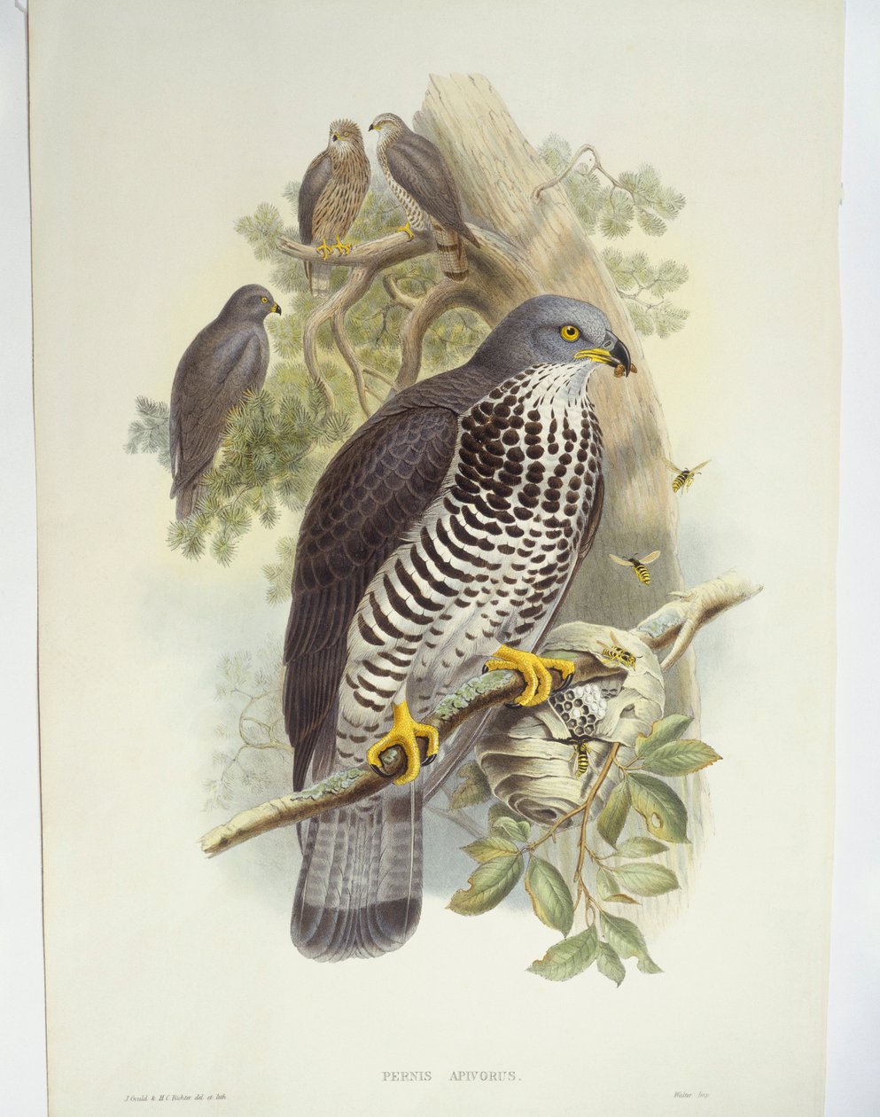 Honey-buzzard (Pernis apivorus), illustration by John Gould