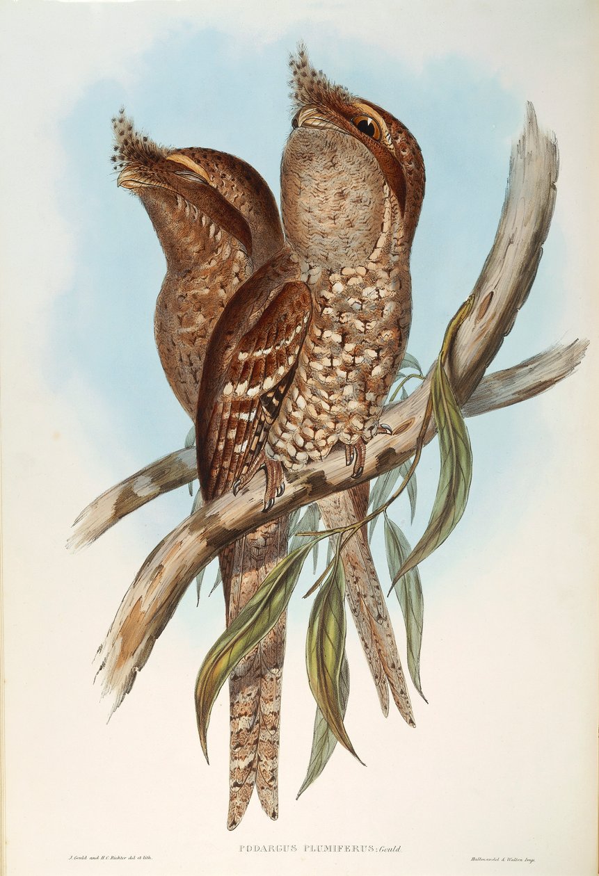Illustration from John Gould