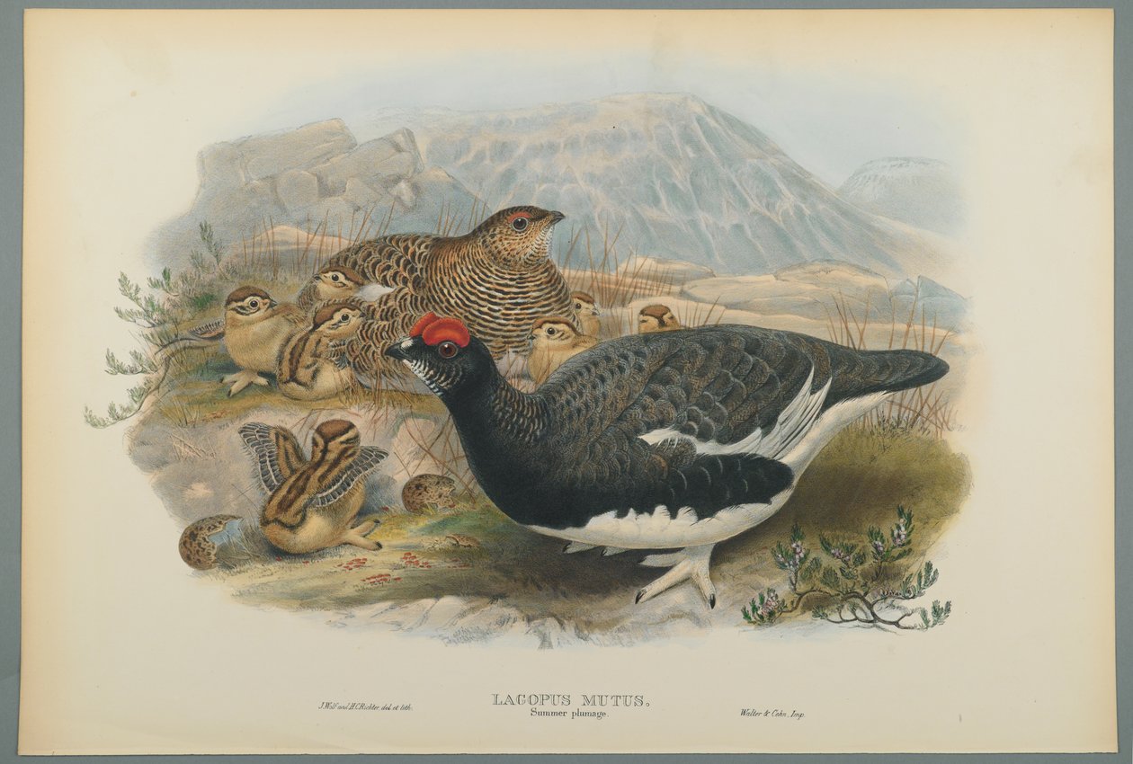 Common Ptarmigan (Summer Plumage) by John Gould