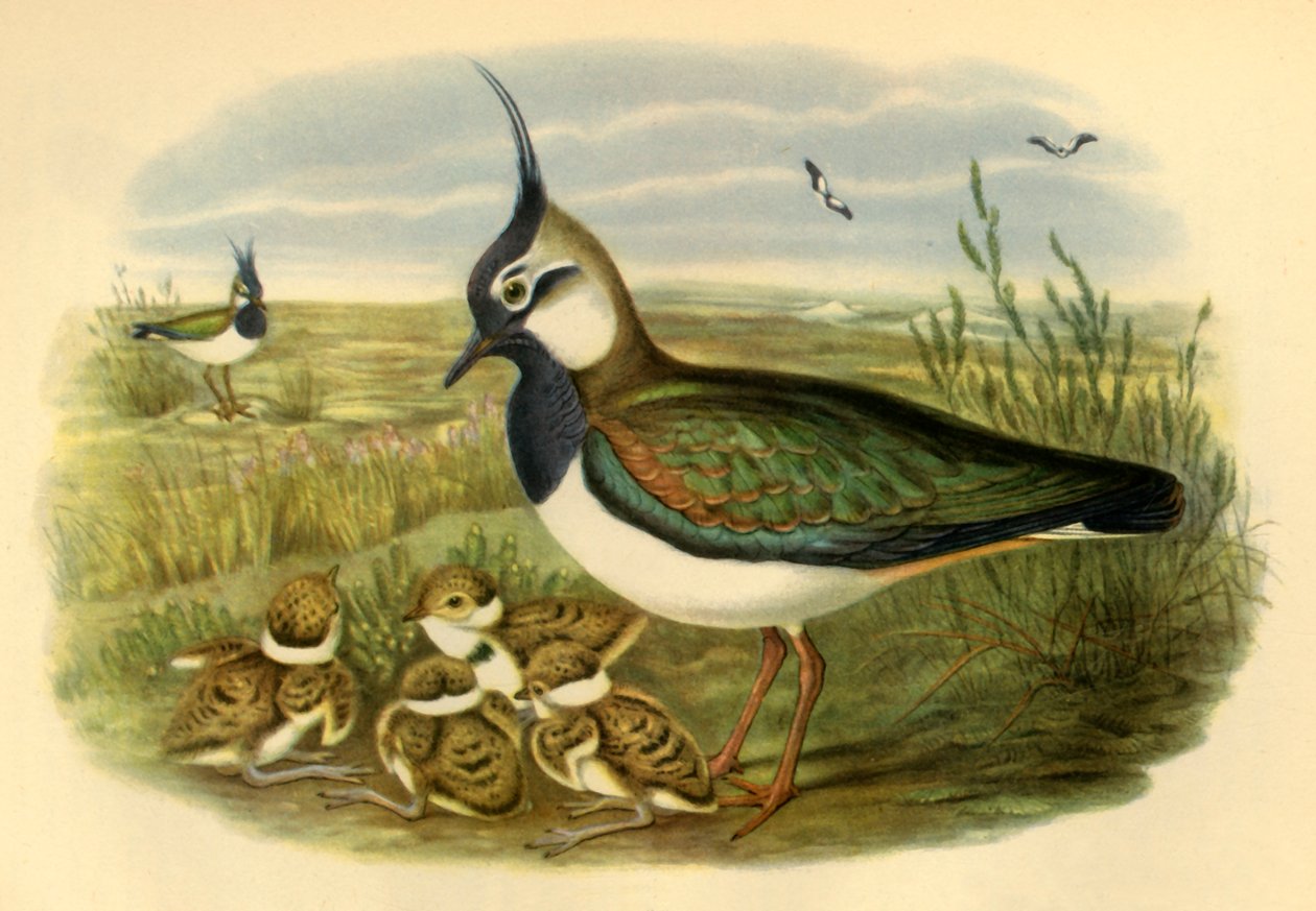 Lapwing and Young by John Gould