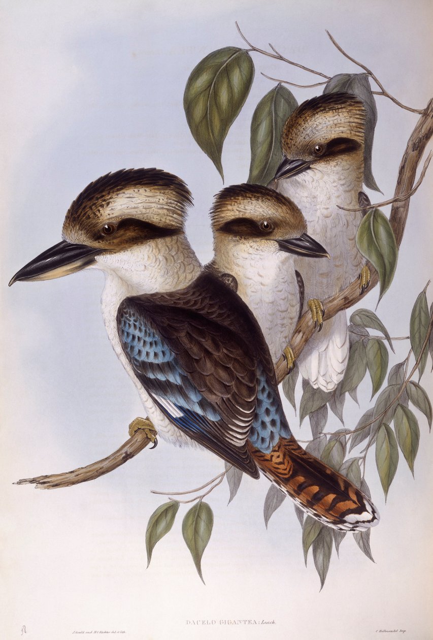 Laughing kookaburra (Dacelo novaeguineae), Engraving by John Gould by John Gould