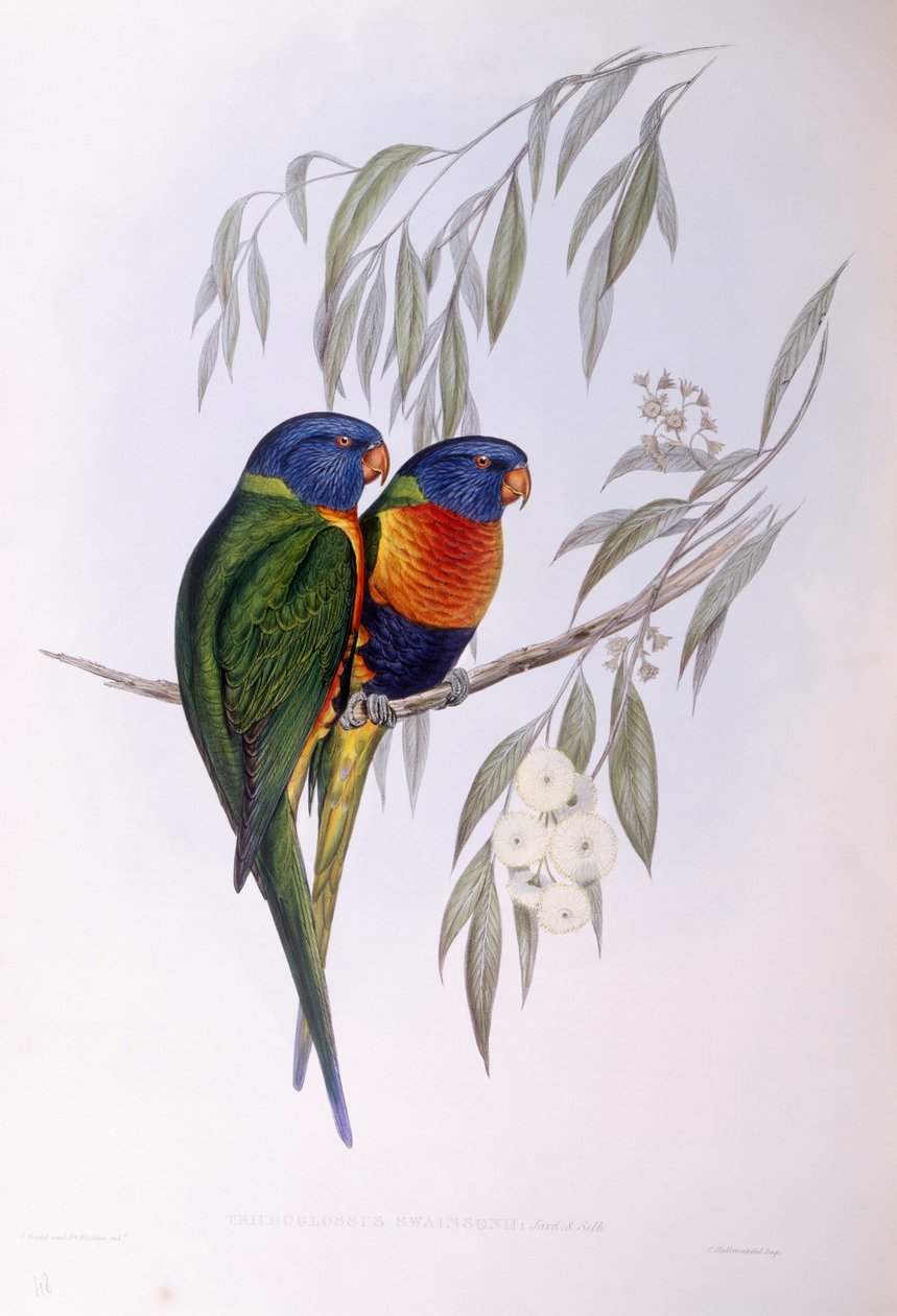 Ornate Lorikeet by John Gould