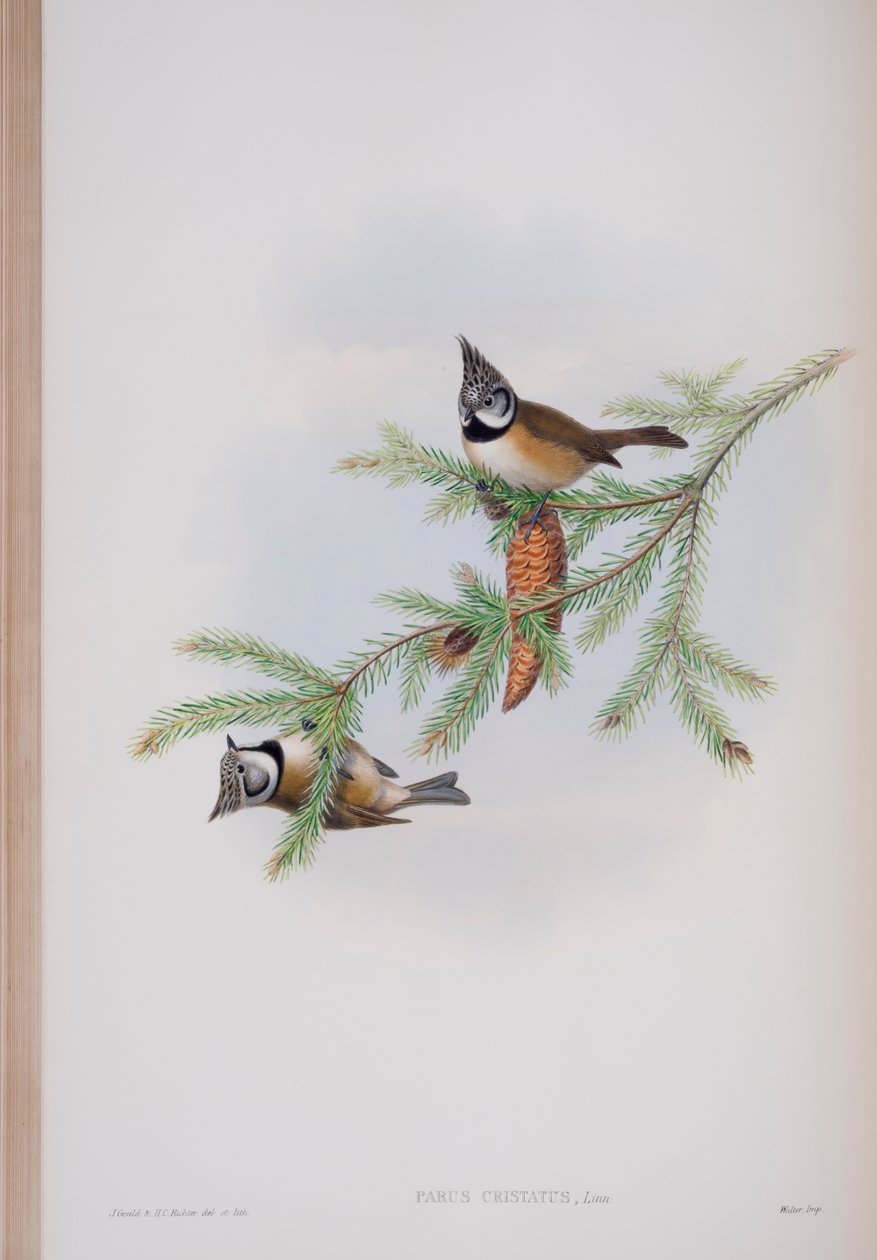Parus Cristatus, plate from The Birds of Great Britain by John Gould, published 1862-73 by John Gould
