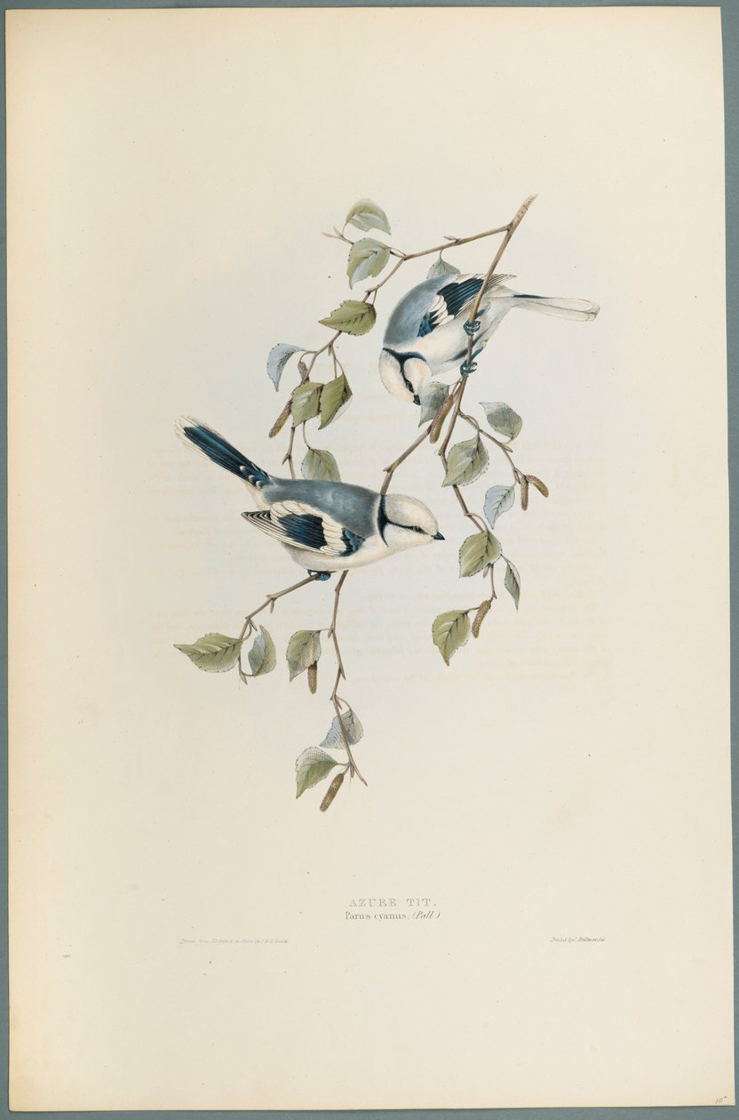 Azure Tit by John Gould