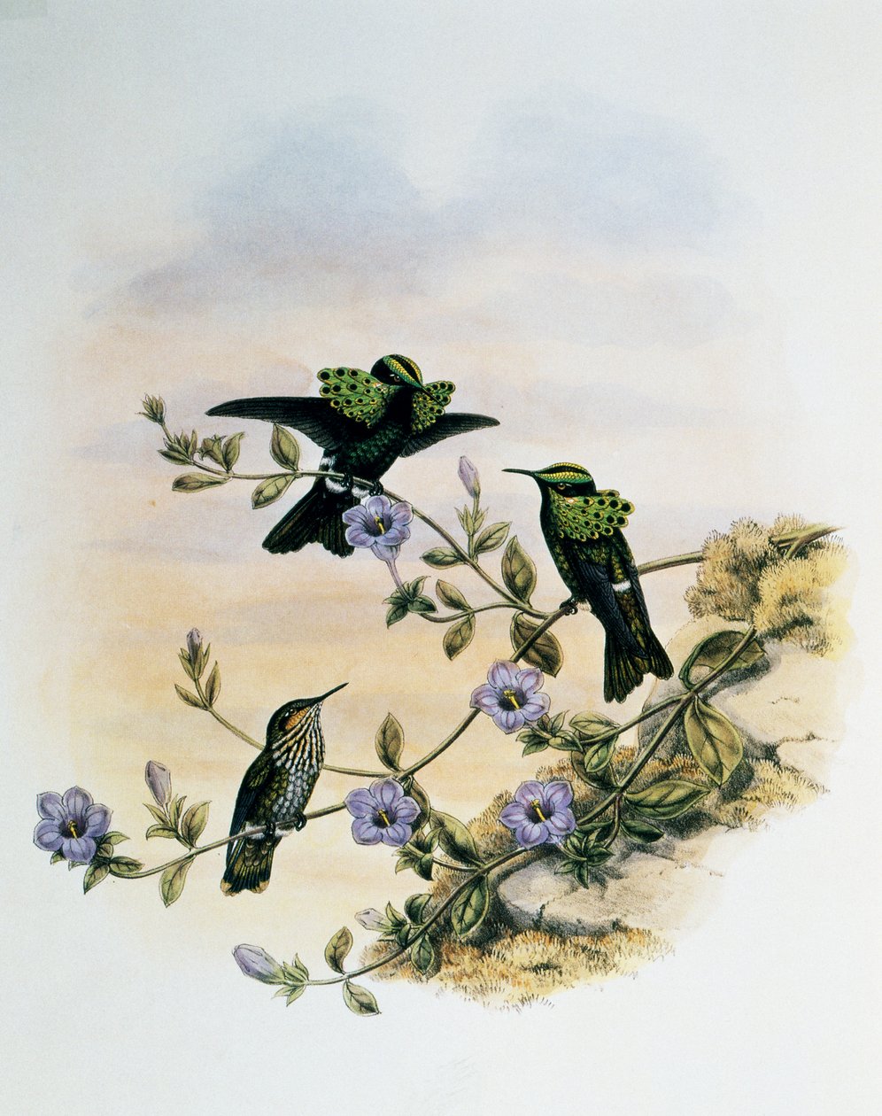 Peacock Coquette (Lophornis pavoninus), engraving from Monograph of Trochilidae or Humming Birds, by John Gould, United Kingdom by John Gould