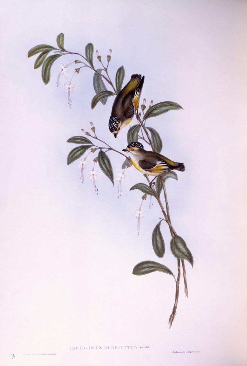 Red-browed pardalote (Pardalotus rubricatus), Engraving by John Gould by John Gould