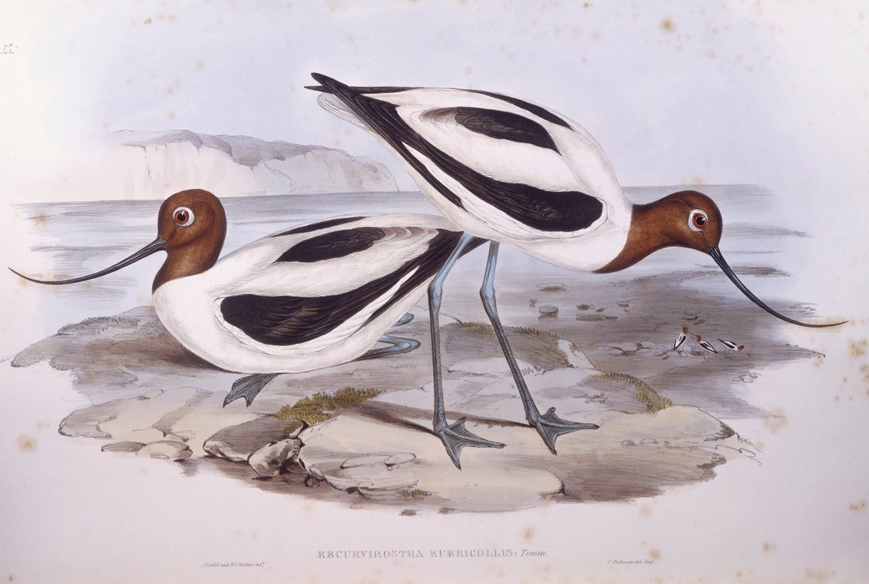 Red-necked avocet (Recurvirostra novaehollandiae), Engraving by John Gould by John Gould