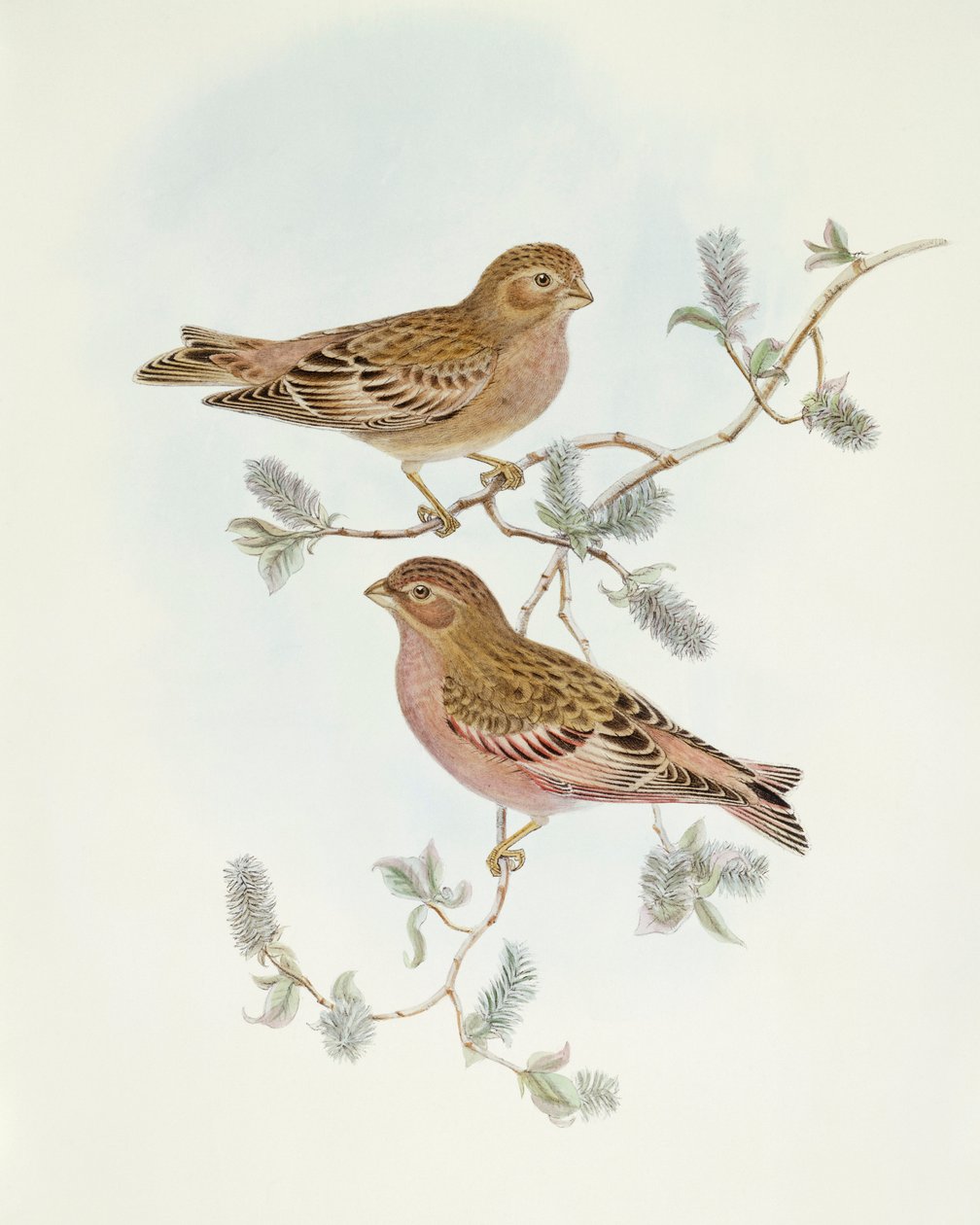 Rosy Finch (Erythrospiza incarnata), Engraving by John Gould by John Gould