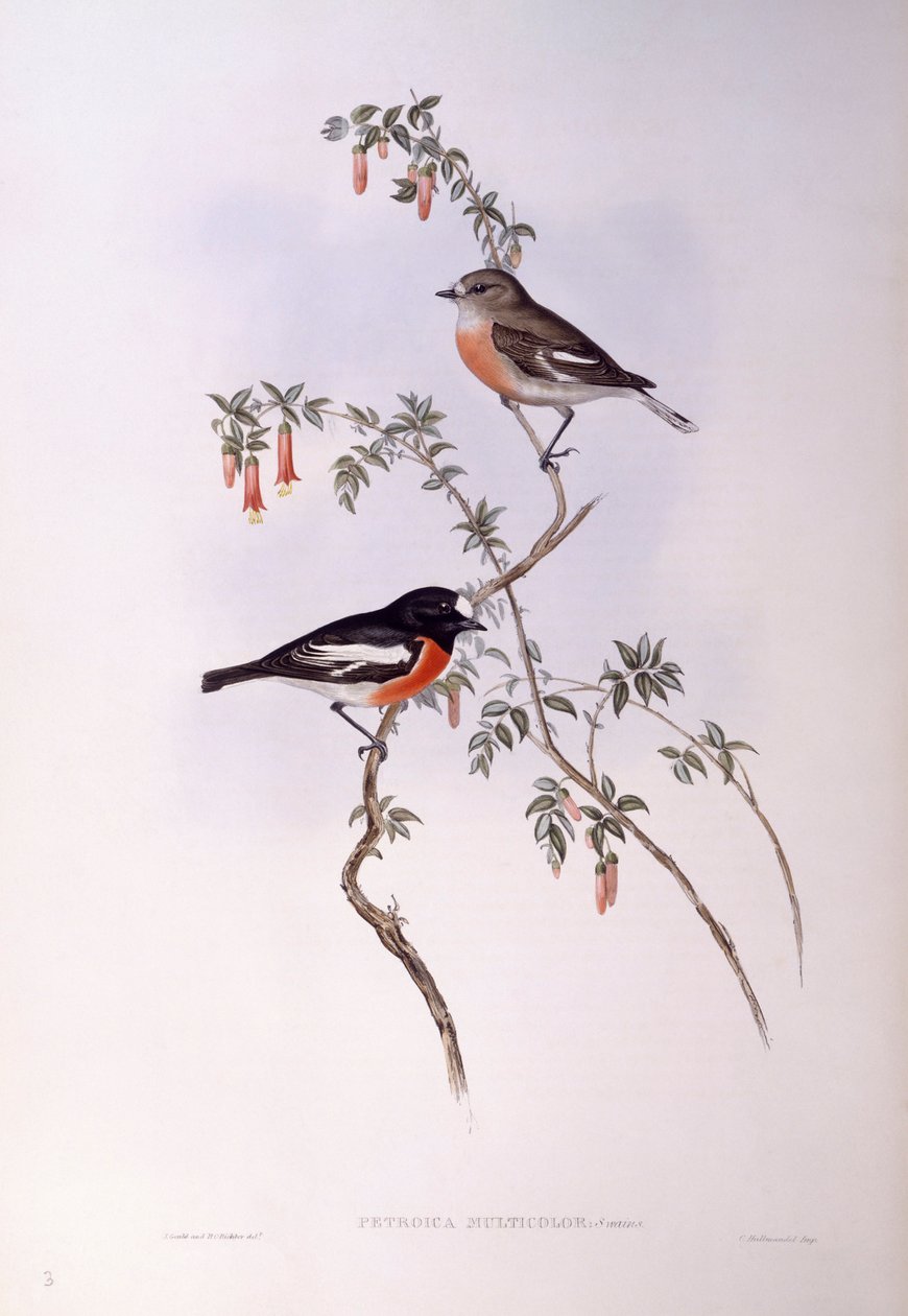 Scarlet Robin (Petroica multicolor), Engraving by John Gould by John Gould