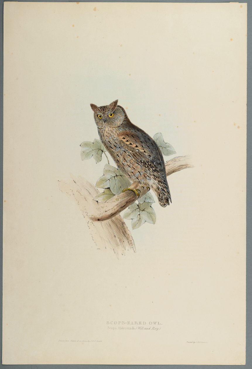 Scops Eared Owl by John Gould
